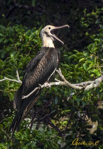 Lesser frigatebird 白斑軍艦鳥