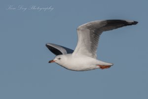 Silver Gull