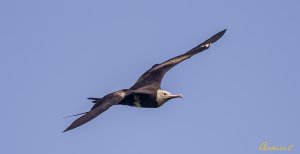 _CCX6051.jpLesser frigatebird 白斑軍艦鳥