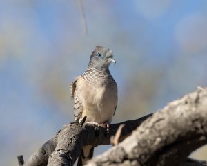 Peaceful Dove