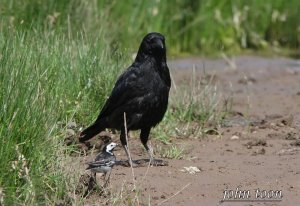 carrion crow + pied wagtail SF...