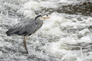 Grey Heron