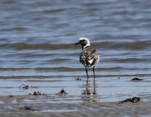 Black-bellied Plover