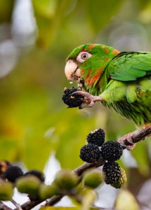 Cuban Parakeet.jpg