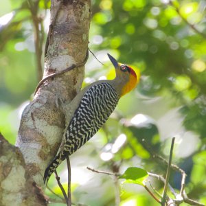 Golden-cheeked Woodpecker