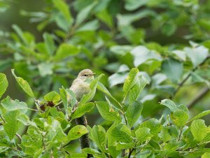 Willow warbler