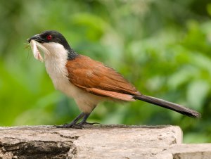 Senegal Coucal 3.jpg