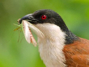 Senegal Coucal 4.jpg