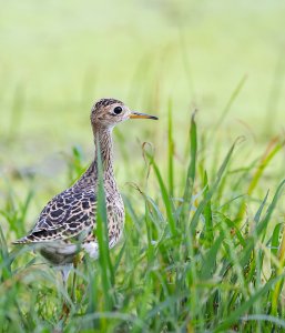 Upland Sandpiper.jpg