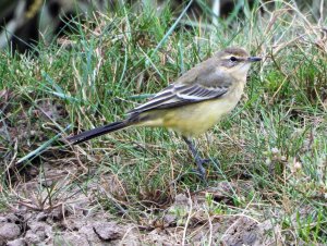 yellow wagtail