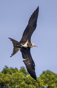 Lesser frigatebird 白斑軍艦鳥