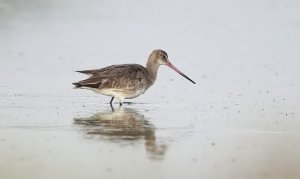 Black-tailed godwit