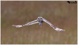 Short-Eared Owl