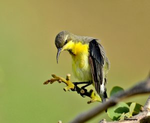 Not a Broken Wing - She was Preening...