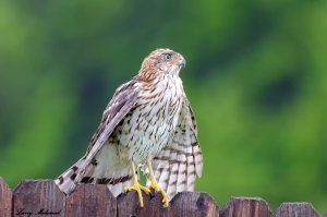 Cooper's Hawk