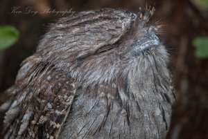 Tawny Frogmouth