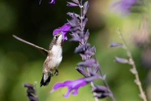 Hummingbird enjoying the salvia