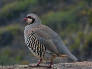 Chukar Jean Tessmer Maui Hawaii.JPG