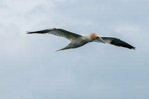 Northern Gannet