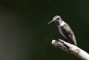 Another hummingbird in Alabama