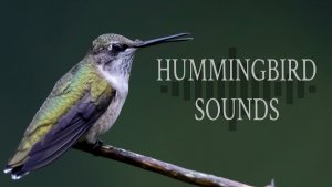 Hummingbird Sounds in Alabama