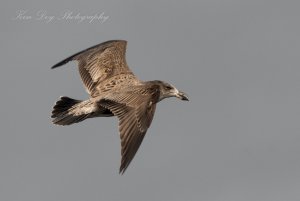 Pacific Gull ( Juv )