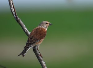 linnet (1 of 1)-mask-composite2-sharpen-motion.jpg