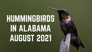 Hummingbirds 08 19 2021