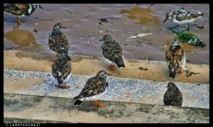 Turnstone