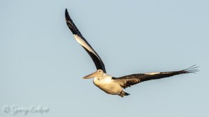 Australian Pelican