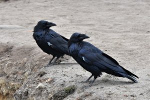 Ravens, California Coast