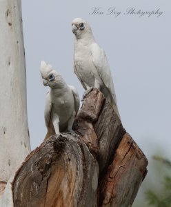 Little Corella