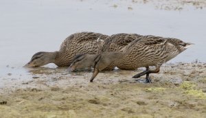 gadwall