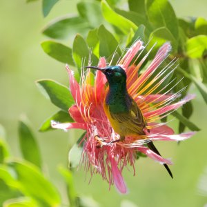 Orange-breasted Sunbird