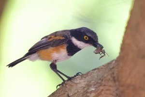 Cape Batis