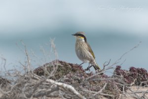 Singing Honeyeater