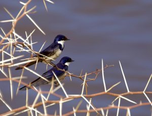 White-throated Swallows