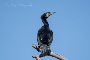 Great Cormorant ( Br )