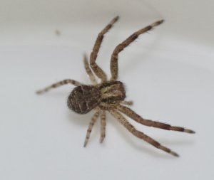 Juvenile Cardinal Spider