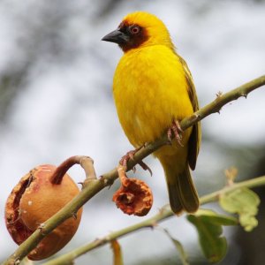 Rüppell’s Weaver