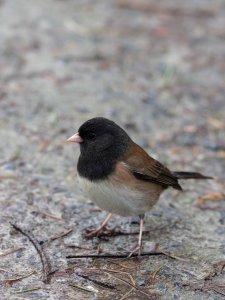 Dark-eyed junco