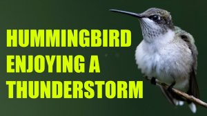 Hummingbird in Alabama enjoying a thunderstorm