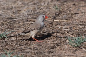 Zebra Finch ( F )