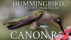 Slow Motion Hummingbirds in Alabama