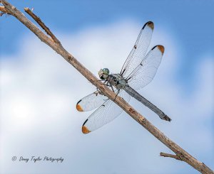 Posing against the skiy