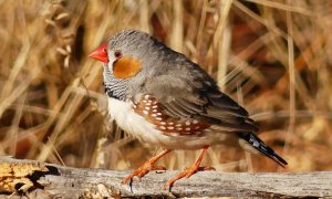 Zebra Finch