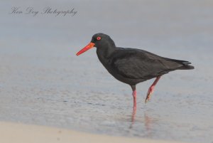 Sooty Oystercatcher