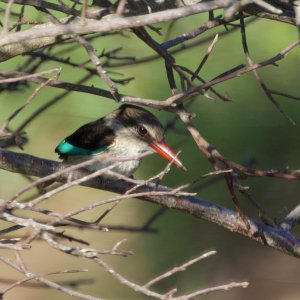 Brown-hooded Kingfisher