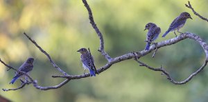 Eastern Bluebirds (juveniles).jpg