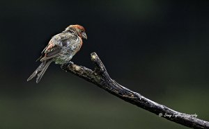 House Finch H in a different light